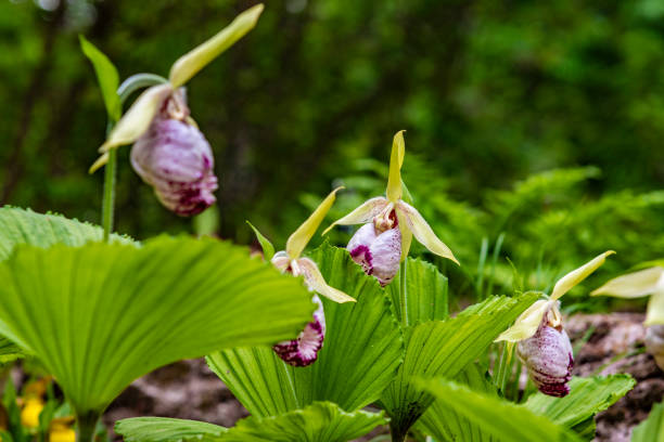 istock Cypripedium macranthum Sw. 1150272224