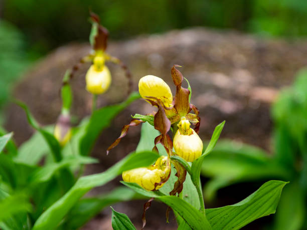istock Cypripedium macranthum Sw. 1150272263