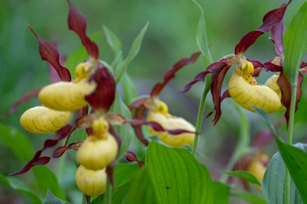 istock Cypripedium macranthum Sw. 1150272281