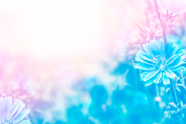 istock Bright flowers of chicory 1150272630