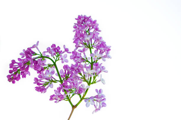 istock flowers lilac isolated on white background. 1150272637