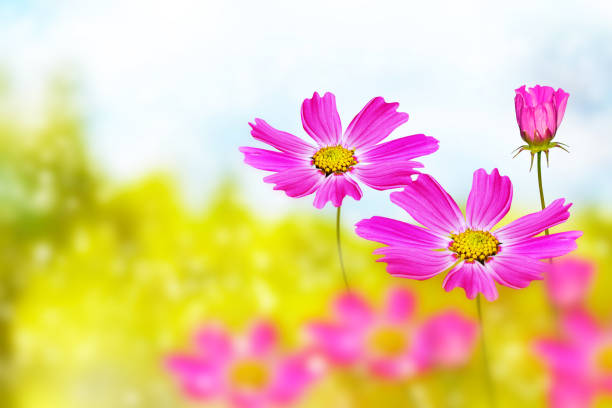 istock Colorful cosmos flowers 1150273642