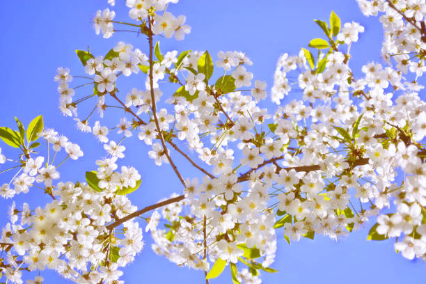istock branch cherry. Bright colorful spring flowers 1150273701
