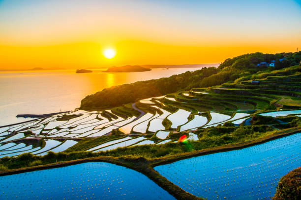 istock Doya Tanada, sunset on the rice field, kyushu, japan 1150273753