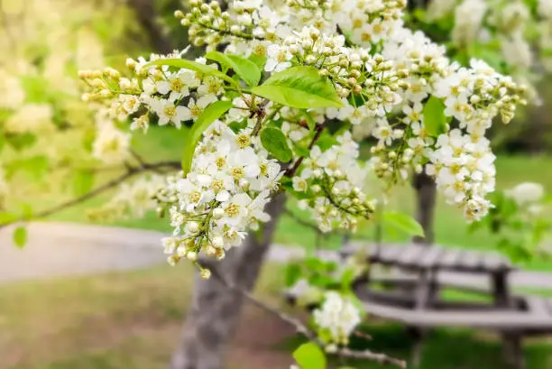 Spring blossom. Prunus padus, also known as bird cherry, hackberry and hagberry