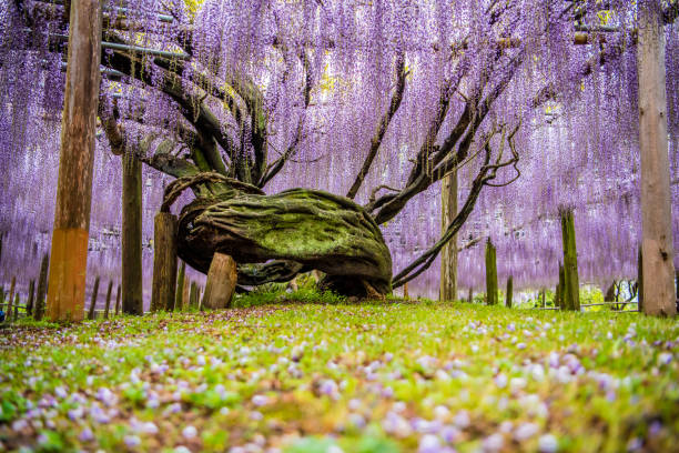 wisteria flowers, fukuoka, japan wisteria flowers, fukuoka, japan fukuoka city photos stock pictures, royalty-free photos & images