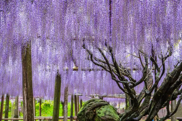 wisteria flowers, fukuoka, japan