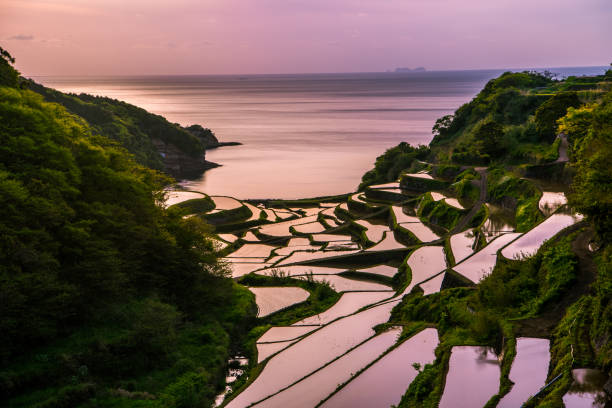 Hanamanoura Tanada, sunset on the rice field, kyushu, japan Hanamanoura Tanada, sunset on the rice field, kyushu, japan nagasaki prefecture photos stock pictures, royalty-free photos & images
