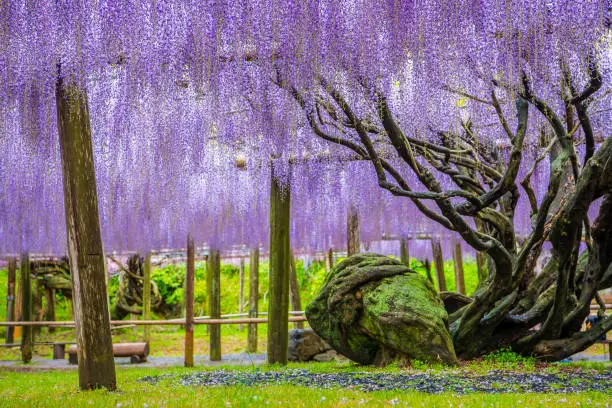 wisteria flowers, fukuoka, japan