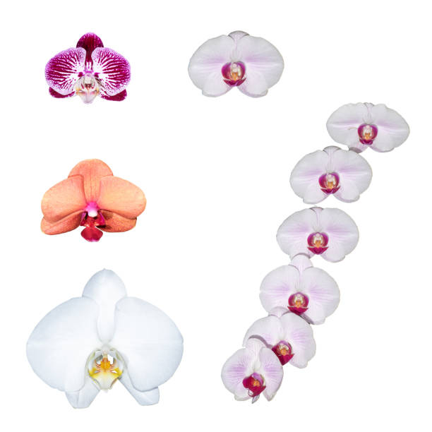 istock close up blooming white orchid isolated on the white background. 1150275615