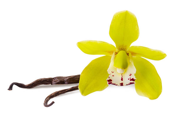istock Vanilla flower and 2 sticks isolated on white background as  package design element 1150275631
