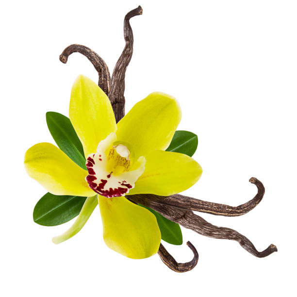vanilleschote und gelbe orchideenblume mit grünen blättern und bohnen isoliert auf weißem hintergrund. - vanilla spice pod isolated stock-fotos und bilder