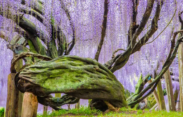 wisteria flowers, fukuoka, japan