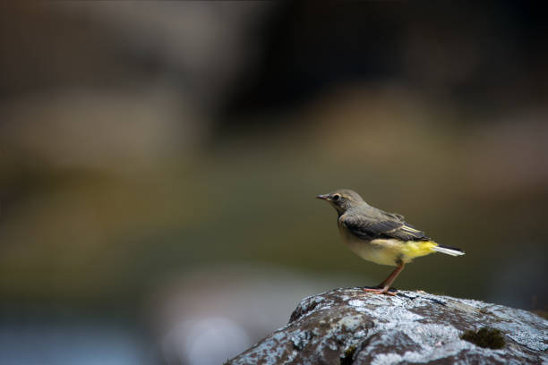 istock songbird yellow watgail 1150276983