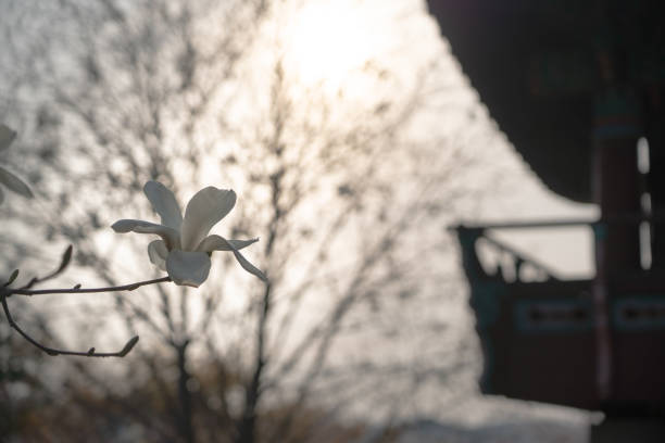 Magnolia tree blooming with white flowers.