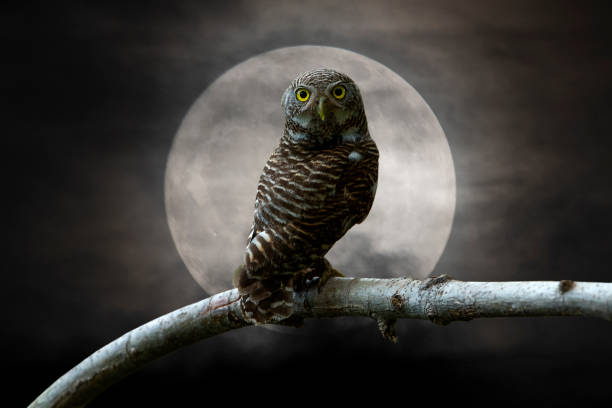 istock Owl perching on a branch and beautiful the moon background 1150277873