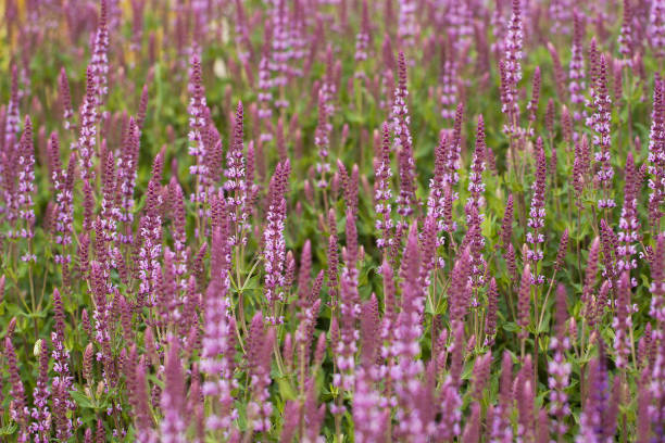 istock beautiful lilac flowers 1150278010