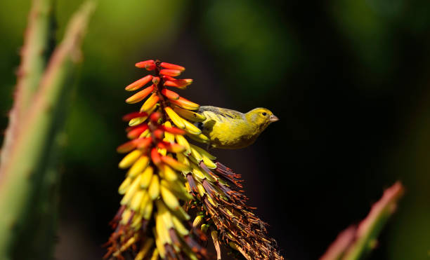 istock Canary bird on aloe flowers 1150278111