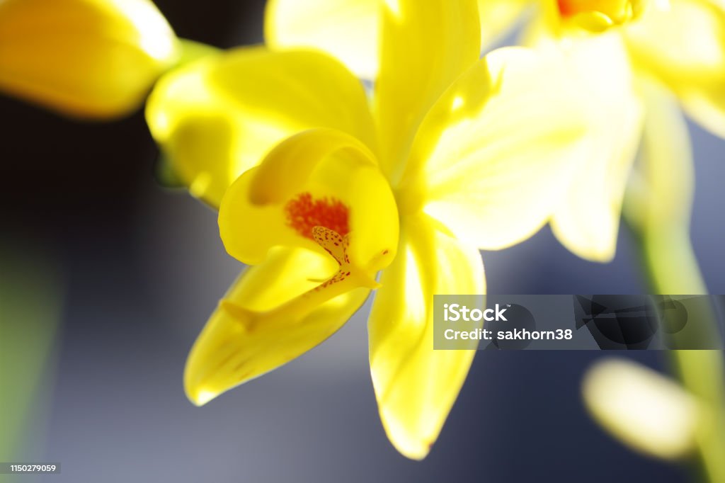 Foto de Feche Acima Da Flor À Terra Amarela Da Orquídea e mais fotos de  stock de Amarelo - Amarelo, Beleza, Botânica - Assunto - iStock