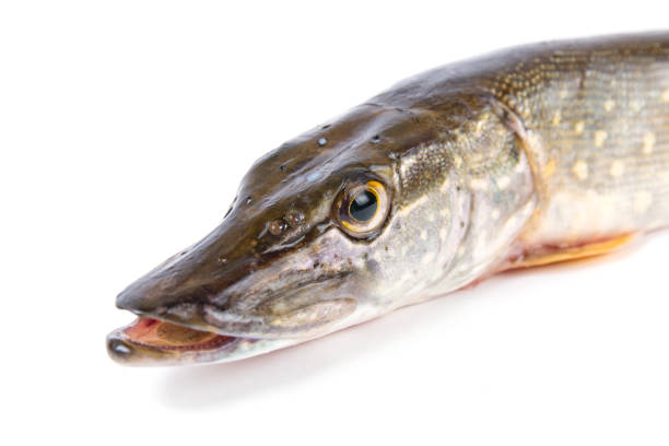 istock Raw fish. Pike isolated on white background. 1150279894
