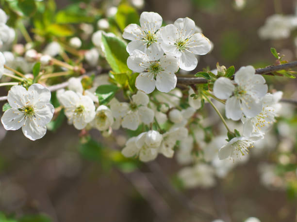 istock white Cherry flowers on branch tree at the springtime in sunny day 1150280768