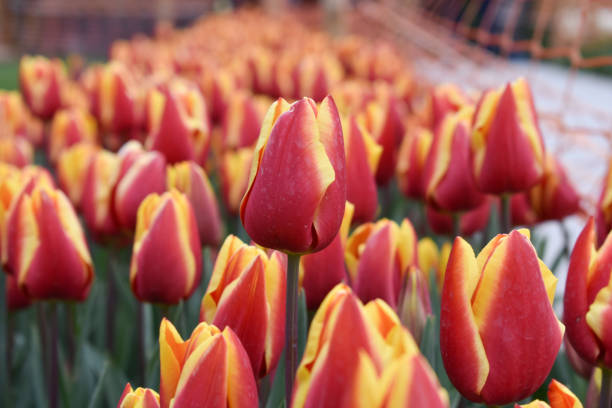 istock Yellow and orange coor tulip's 1150281018