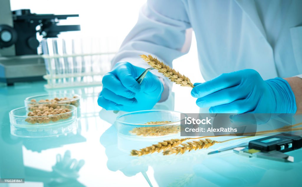 Researcher analyzing agricultural grains and legumes in the laboratory Researcher analyzing agricultural grains and legumes in the laboratory. GMO research of cereals. Testing of  genetically modified seeds Food Stock Photo