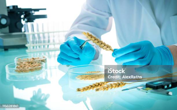 Researcher Analyzing Agricultural Grains And Legumes In The Laboratory Stock Photo - Download Image Now