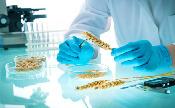 researcher analyzing agricultural grains and legumes in the laboratory - microbiology analyzing laboratory scrutiny imagens e fotografias de stock