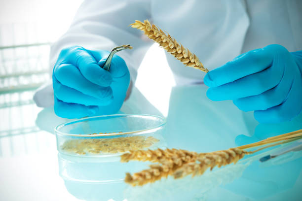 investigador analizando granos agrícolas y leguminosas en el laboratorio - genetic modification corn corn crop genetic research fotografías e imágenes de stock