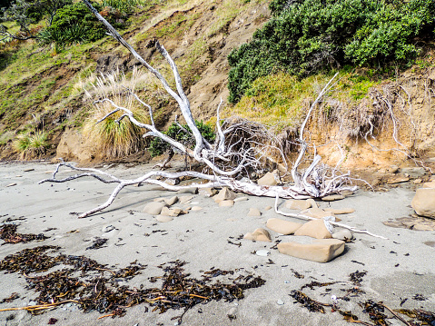 Large driftwood log high on a California beach.