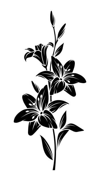 Lily flowers. Vector black silhouette. Vector black silhouette of lily flowers. lily stock illustrations