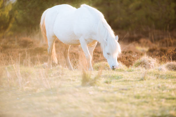 istock White horse - beautiful white stallion running on a meadow at dawn 1150285007