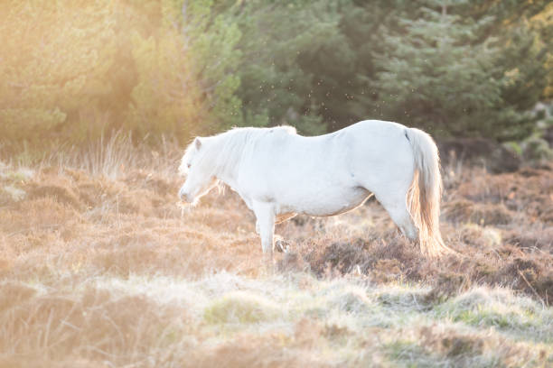 istock White horse - beautiful white stallion running on a meadow at dawn 1150285010