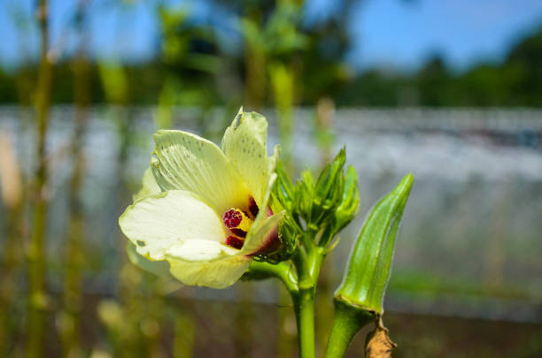 abelmoschus,agriculture,crop,esculentus,farm,finger,flower,food,fresh,garden,green,gumbo,herb,hibiscus,lady,leaf,natural,nature,okra,organic,plant,produce,raw,stem,tree,vegetable