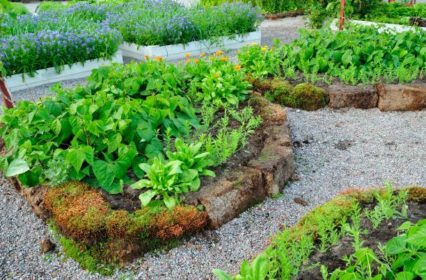 istock Wooden vegetable garden boxes 1150287624