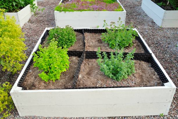 istock Wooden vegetable garden boxes 1150287625