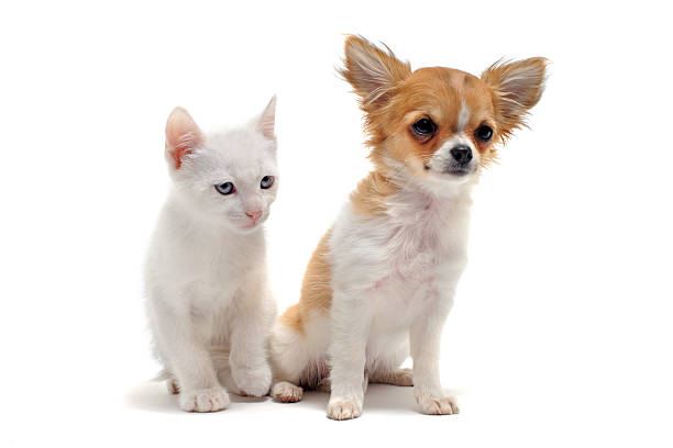 istock puppy chihuahua and kitten 115028818
