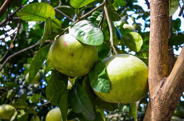 istock Pomelo tree in the farm. 1150288271