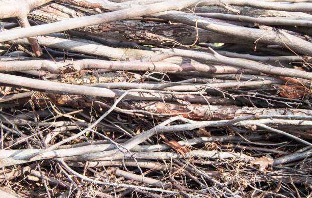 istock Dry branches and tree trunks-natural, organic background, texture 1150288923