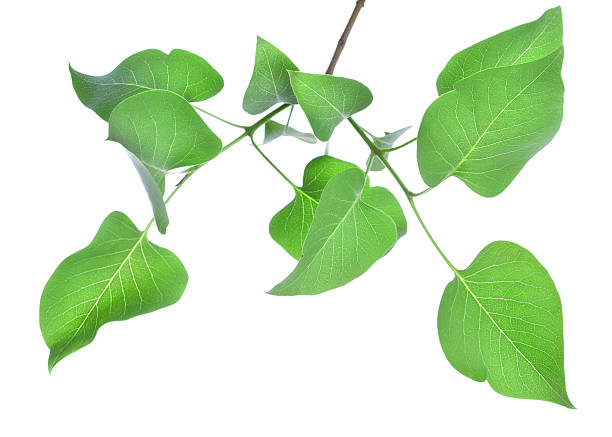 istock Leaves of lilac 115028921