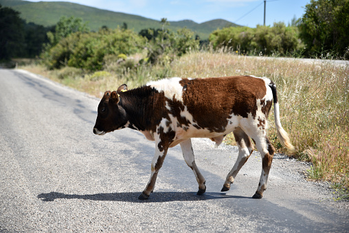 Cow crossing the road, danger to cars
