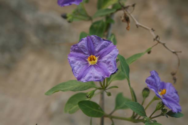 istock PURPLE SPRING FLOWER 1 1150290092