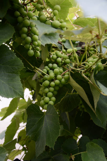 zielone winogrona wiszące na gałęziach i niedojrzałe zielone winogrona - grappa photography food and drink vertical zdjęcia i obrazy z banku zdjęć