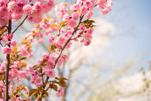 istock Photos Peach blossoms background in spring 1150292091