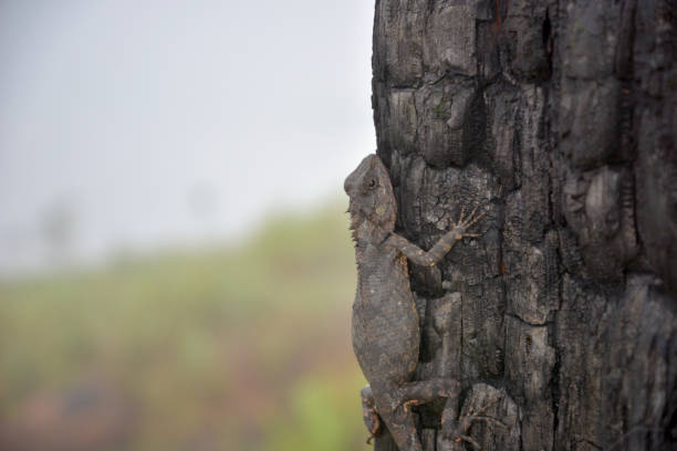 istock chameleons change color on burnt tree trunk 1150293179