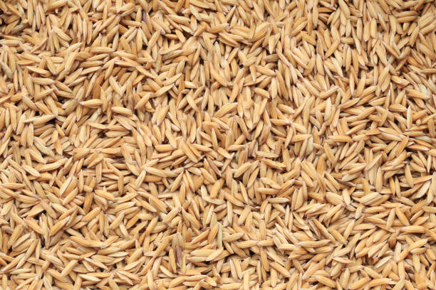 istock Paddy dried of rice background. 1150293228