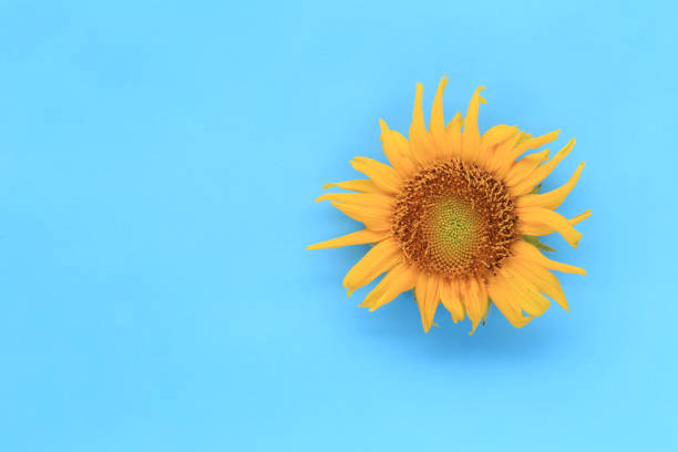 istock Sunflowers are blooming on blue background and have copy space. 1150293550