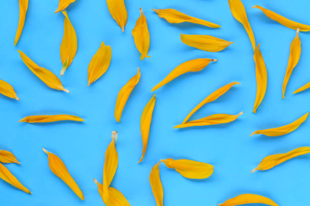 istock Yellow Sunflower petals on blue paper background. 1150293633