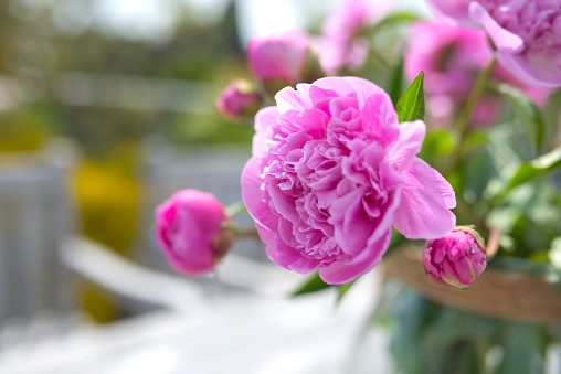 Beautyful blossom of a pink peonie on a sunny terrace